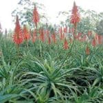 Aloe arborescens